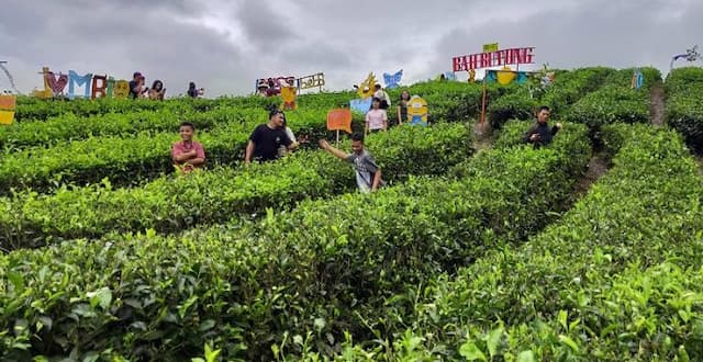 1500_cup_teh_untuk_festival_teh_nusantara