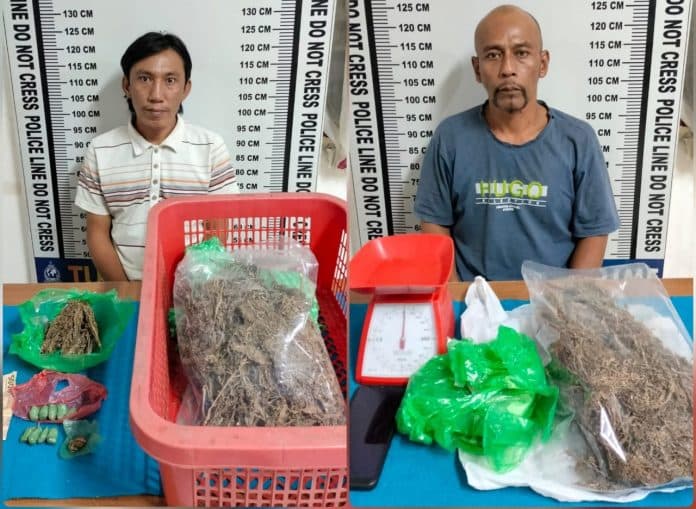 2_pengedar_ganja_di_siantar_diciduk