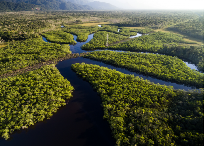 ancaman_pandemi_dari_hutan_amazon