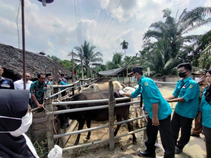 asahan_terima_400_dosis_vaksin_pmk