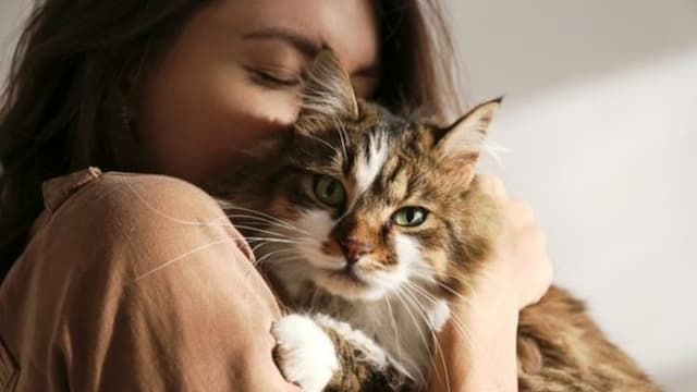 berikut_tanda_tanda_kucing_akan_sakit