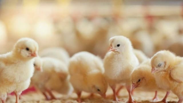 borong_anak_ayam_panic_buying_ala_amerika