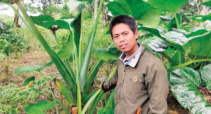 budidaya_keladi_membidik_peluang_pasar