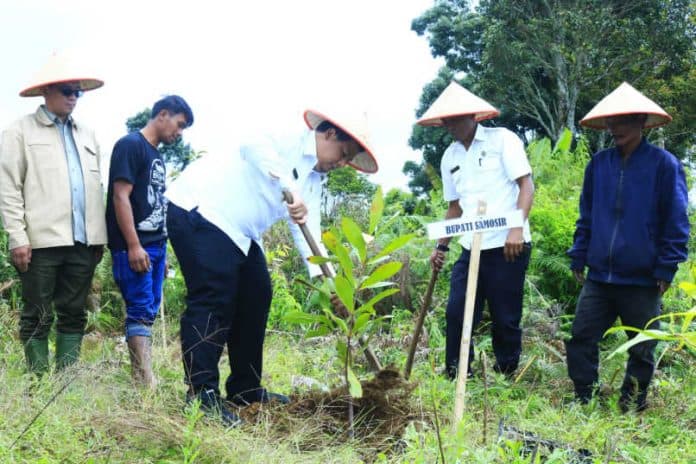 bupati_samosir_tanam_kopi_di_kpt_tele