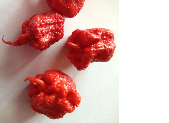 carolina_reaper_ini_cabai_terpedas_di_dunia