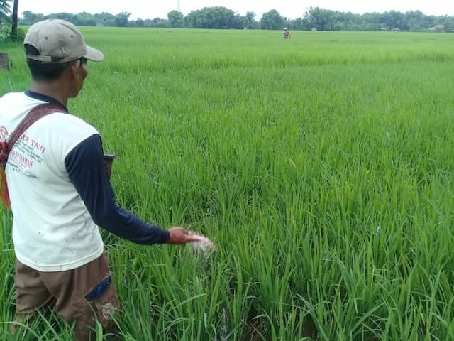 cemana_mau_ambil_pupuk_rdkk_aja_belum_kelar