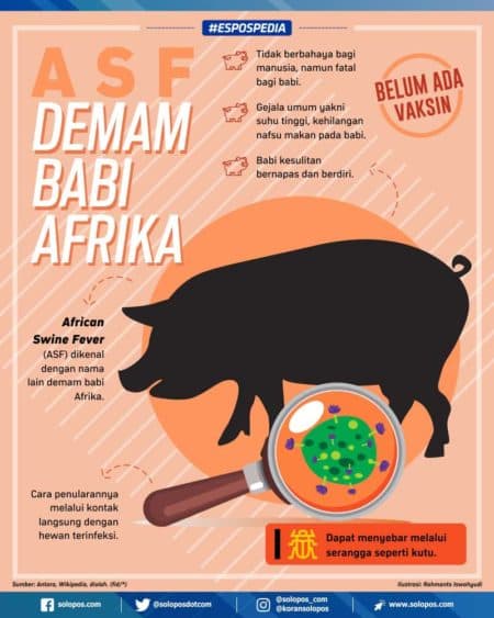 demam_babi_afrika_melanda_papua_pegunungan