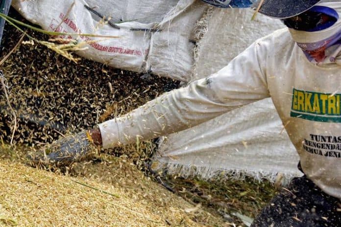 fokus_lensa_memanen_padi_di_pematang_sawah