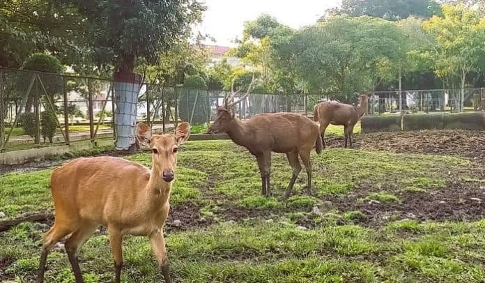 fokus_lensa_rusa_di_tengah_kota