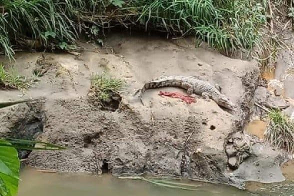 geger_seekor_buaya_ditemukan_di_sungai_deli