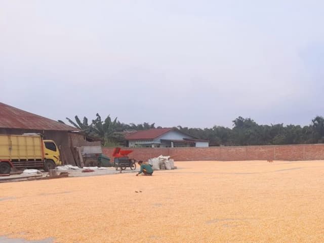 harga_jagung_anjlok_petani_tunda_jual