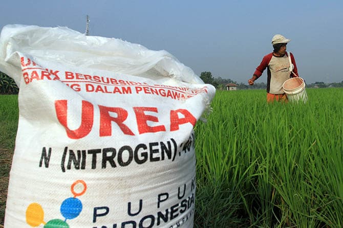 ini_kuota_pupuk_subsidi_di_sumut