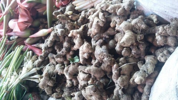 jahe_langka_petani_dinilai_enggan_panen