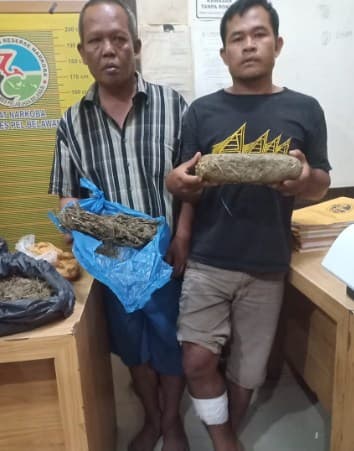 melawan_pengedar_ganja_dipelor