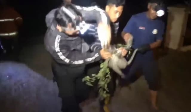 monyet_liar_lukai_dua_bocil_di_tanjungbalai