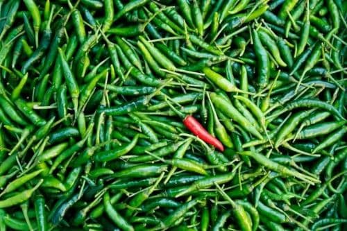 petani_cabai_mengeluh_harga_jual_naik_turun