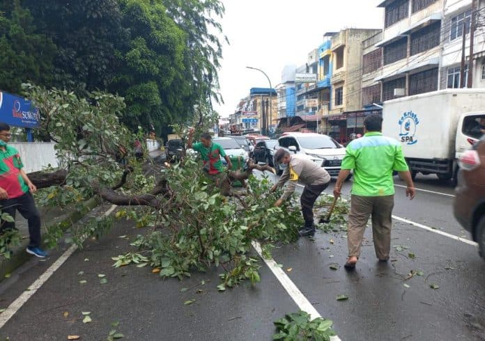 pohon_tumbang_macetkan_jalan_hm_yamin
