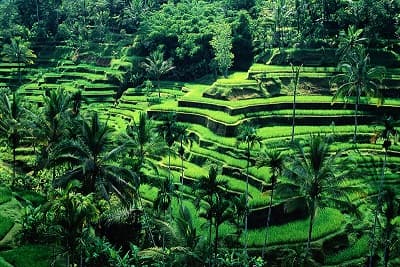 ubud_jadi_model_gastronomi_dunia