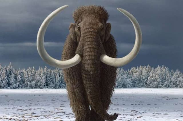 woolly_mammoth_mau_dihidupkan_kembali