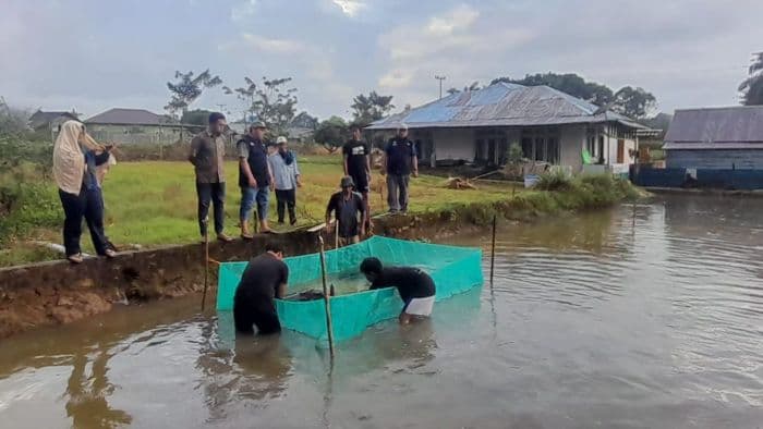begini_kiat_pemkab_tapsel_penuhi_benih_ikan