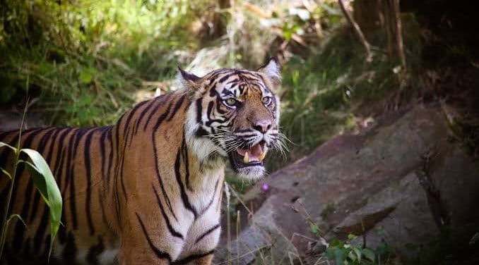 soal_kemunculan_jejak_harimau_di_simalungun_scents_ingatkan_penyempitan_habitat_satwa