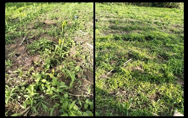 tanaman_jahe_dan_jagung_warga_dairi_rusak_diduga_ternak_kepala_desa