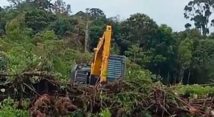 satgas_pkh_selidiki_dugaan_perambahan_hutan_lindung_simallopuk_dairi