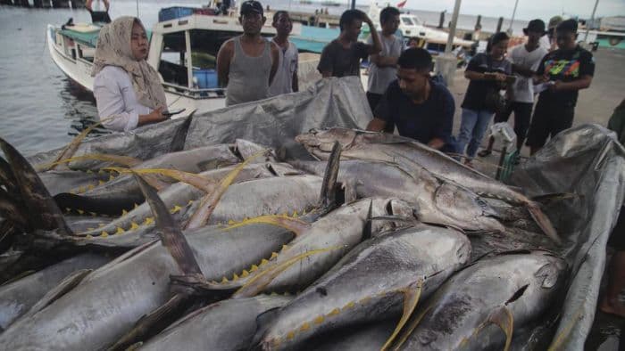 ekspor_tuna_indonesia_diperluas_ke_uni_eropa