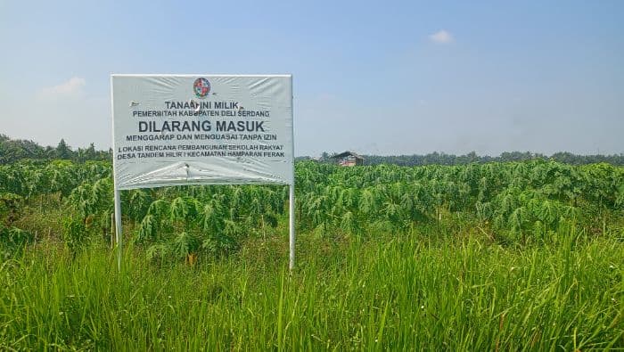 lokasi_untuk_sekolah_rakyat_di_deli_serdang_masih_ditanami_pepaya