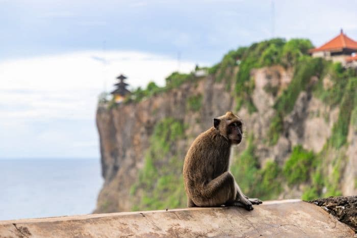 monyet_pura_uluwatu_ahli_barter