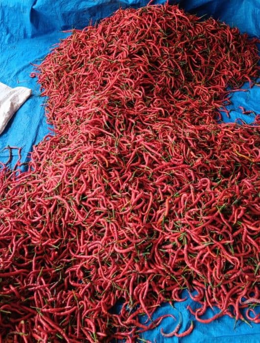 hasil_produksi_cabai_turun_65_persen_di_dairi