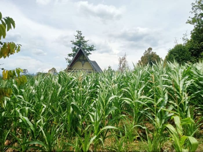 kemarau_ancam_produksi_jagung_dairi_hasil_panen_diprediksi_turun_hingga_50_persen