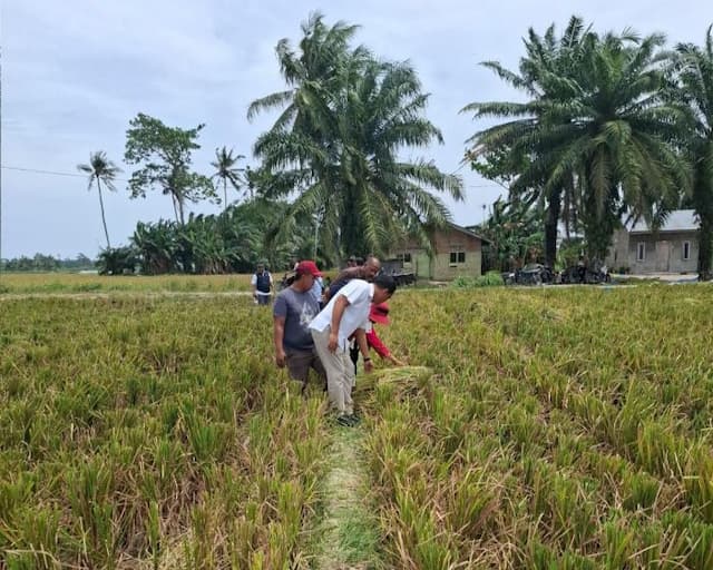 bulog_sumut_siap_serap_gabah_kering_panen_rp6500_per_kg