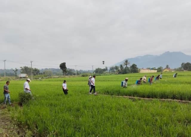 disemprot_pestisida_hasil_panen_padi_petani_patane_i_tetap_anjlok