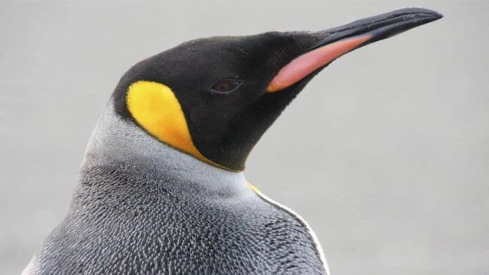 fosil_penguin_purba_raksasa_ditemukan