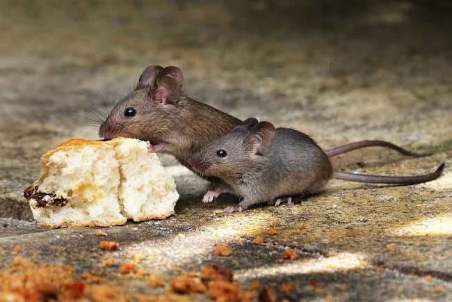perubahan_iklim_sebabkan_populasi_tikus_di_perkotaan_melonjak