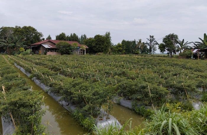 harga_cabai_merah_di_deli_serdang_anjlok_petani_kesulitan_tutup_biaya_produksi