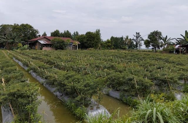 harga_cabai_merah_di_deli_serdang_anjlok_petani_kesulitan_tutup_biaya_produksi