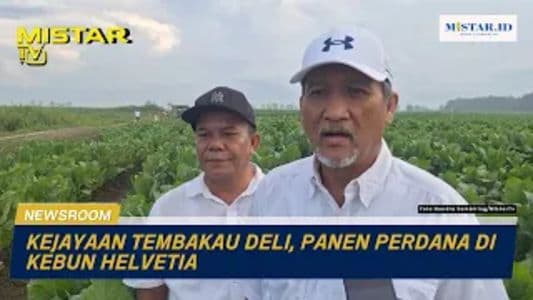 newsroom_kejayaan_tembakau_deli_panen_perdana_di_kebun_helvetia
