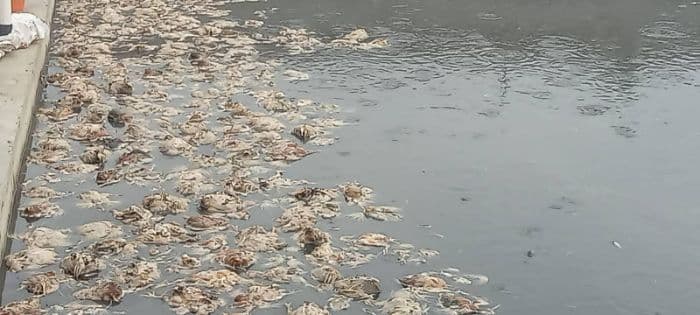 bangkai_ayam_jadi_pakan_lele_warga_sei_rampah_terganggu_bau_menyengat