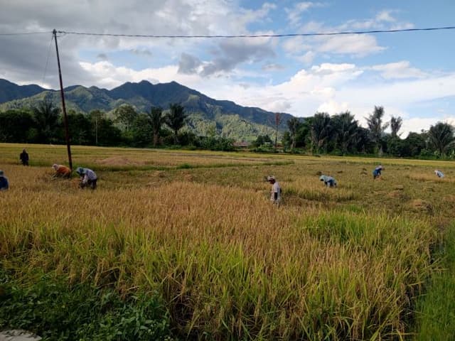 harga_gabah_di_porsea_naik_saat_panen_raya_petani_dan_pemanen_diuntungkan