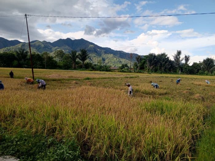 harga_gabah_di_porsea_naik_saat_panen_raya_petani_dan_pemanen_diuntungkan