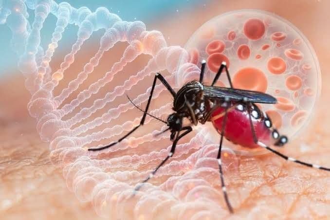 kasus_dbd_di_simalungun_meningkat_dinkes_imbau_warga_terapkan_3m_plus