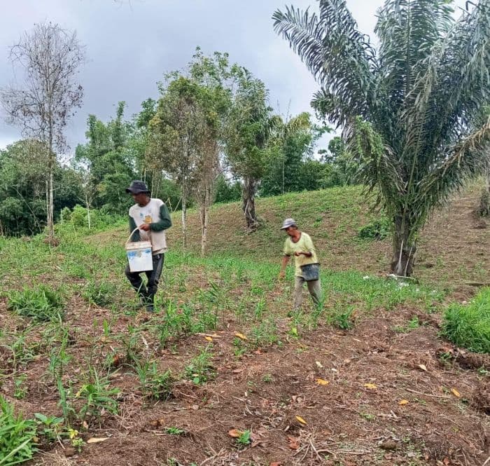 penyaluran_pupuk_bersubsidi_berubah_dinas_pertanian_simalungun_masih_pelajari_aturan_baru