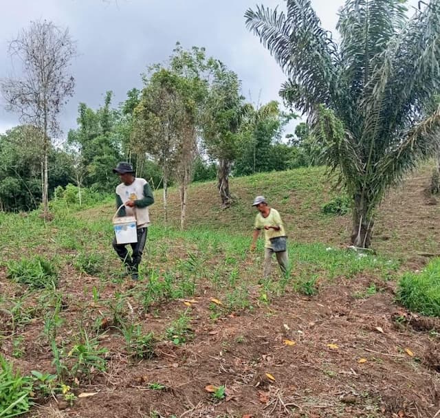 penyaluran_pupuk_bersubsidi_berubah_dinas_pertanian_simalungun_masih_pelajari_aturan_baru