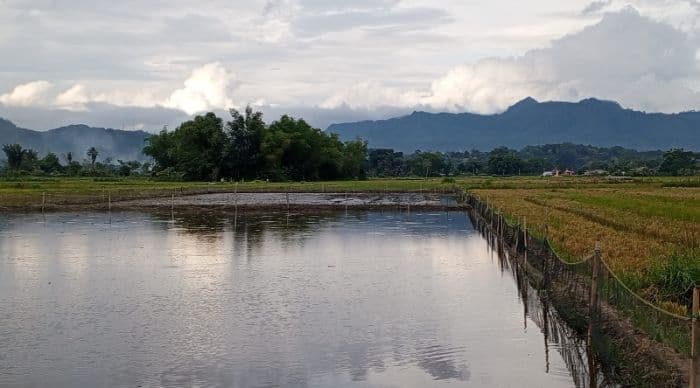 usai_panen_padi_petani_di_porsea_alihkan_sawah_menjadi_kolam_ikan_