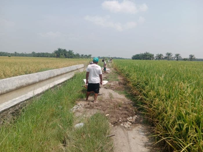 jalan_usaha_tani_rusak_parah_petani_sergai_gotong_royong_setiap_musim_panen
