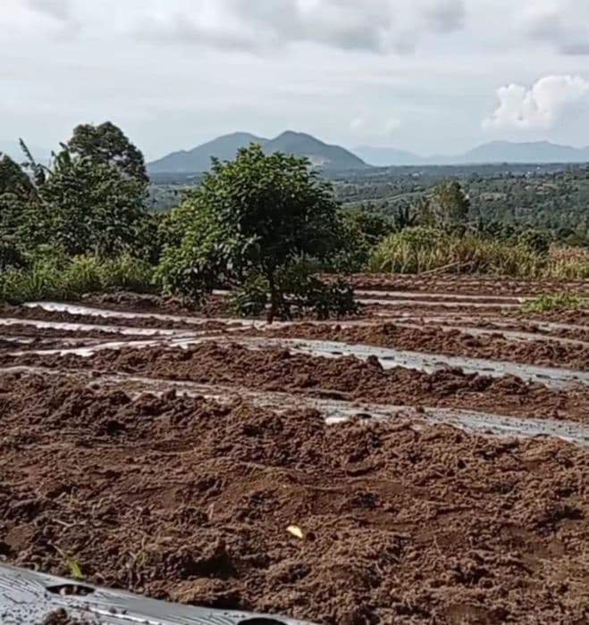 jalan_ke_lahan_pertanian_tidak_terpelihara_warga_desa_karing_dairi_minta_perbaikan