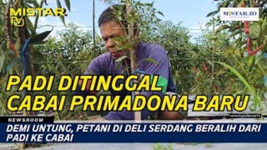 newsroom_demi_untung_petani_di_deli_serdang_beralih_dari_padi_ke_cabai