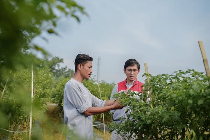 pulih_pascabanjir_kelompok_tani_binaan_pertamina_ep_rantau_panen_cabai_bersama_wakil_bupati_aceh_tamiang